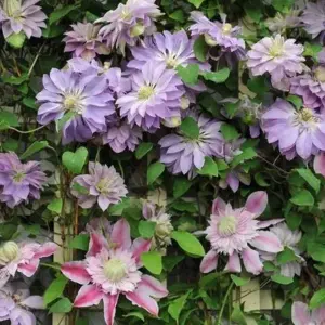 Clematis zum Blühen bringen - Tipps, wie Sie die Blüte fördern können