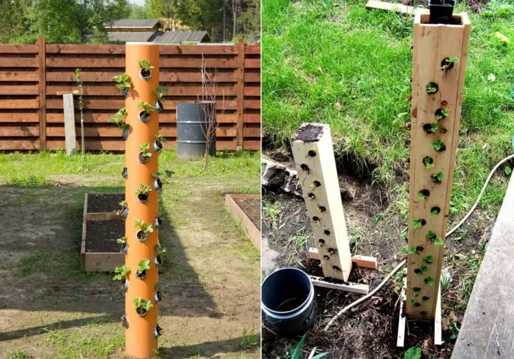 Clevere Pflanzidee für Erdbeerpflanzen in Säulen mit Löchern