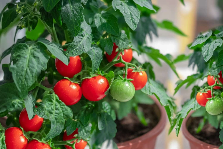 der anbau von tomaten in töpfen hat mehrere vorteile