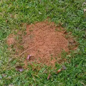 Der Einfluss der Ameisen auf Ihren Rasen - braune und gelbe Flecken