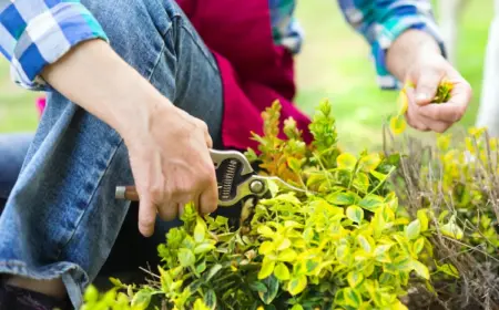 der rückschnitt im frühling schafft platz für mehr wachstum