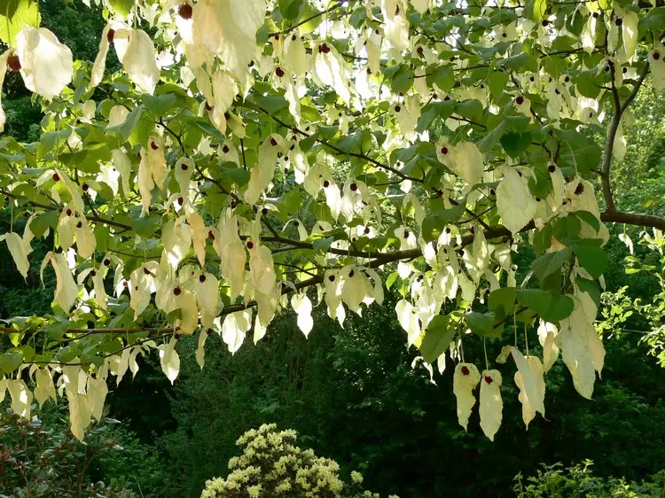 Der Taschentuchbaum hat einer beeindruckenden Blütenpracht