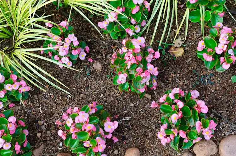 die begonie ist bei vielen gärtnern sehr beliebt und ist eine weitere klassische option für den unterholzgarten