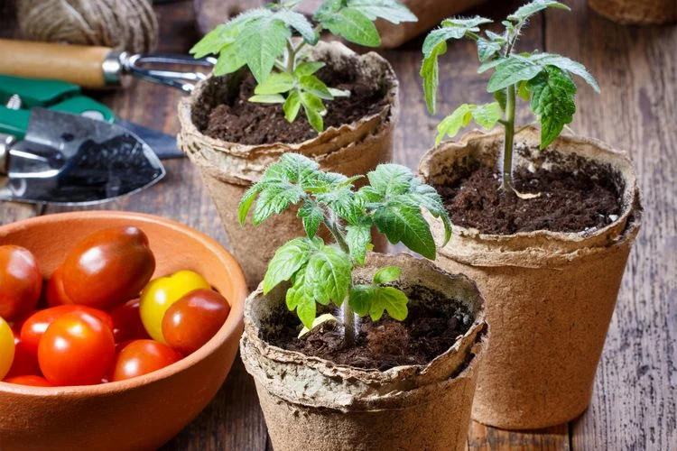 Die besten Dünger für Jungpflanzen von Tomaten