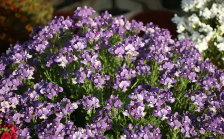 Die Blume Elfie eine neu gezüchtete Sorte des Elfenspiegels (Nemesia)