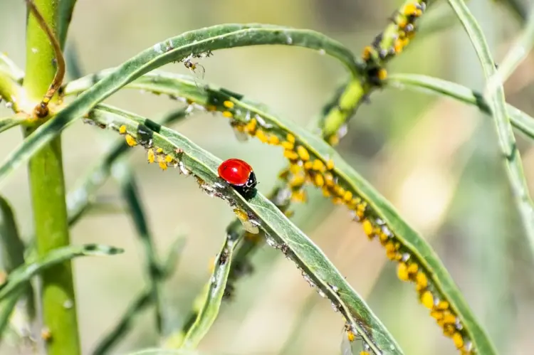 Die gelben Blattläuse sind vor Fressfeinden und Nützlingen geschützt