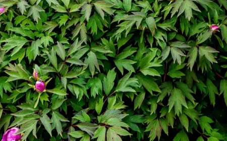 Die Pfingstrose blüht nicht - Ursachen für plötzlichen Ausbleiben der Blüte