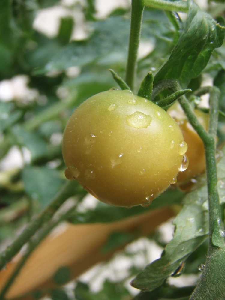 dürfen tomaten im regen stehen und was passiert, wenn es zu heftig regnet