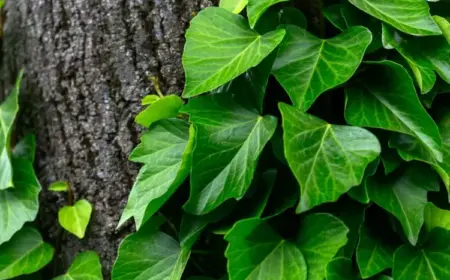Efeu am Baum entfernen mit einfachen Mitteln - Durchschneiden und abtöten