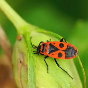 eher-laestlinge-als-schaedlinge-fressen-feuerwanzen-im-garten-keine-pflanzen