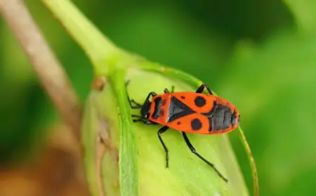 eher-laestlinge-als-schaedlinge-fressen-feuerwanzen-im-garten-keine-pflanzen