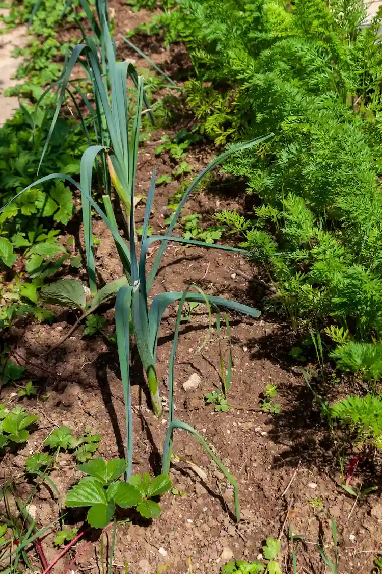 strawberries and carrots for leeks good neighbors as a mixed culture in the bed