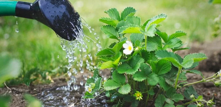 erdbeerpflanzen profitieren vom regelmäßigen gießen, aber zu viel wasser ist nicht gut für die pflanzen