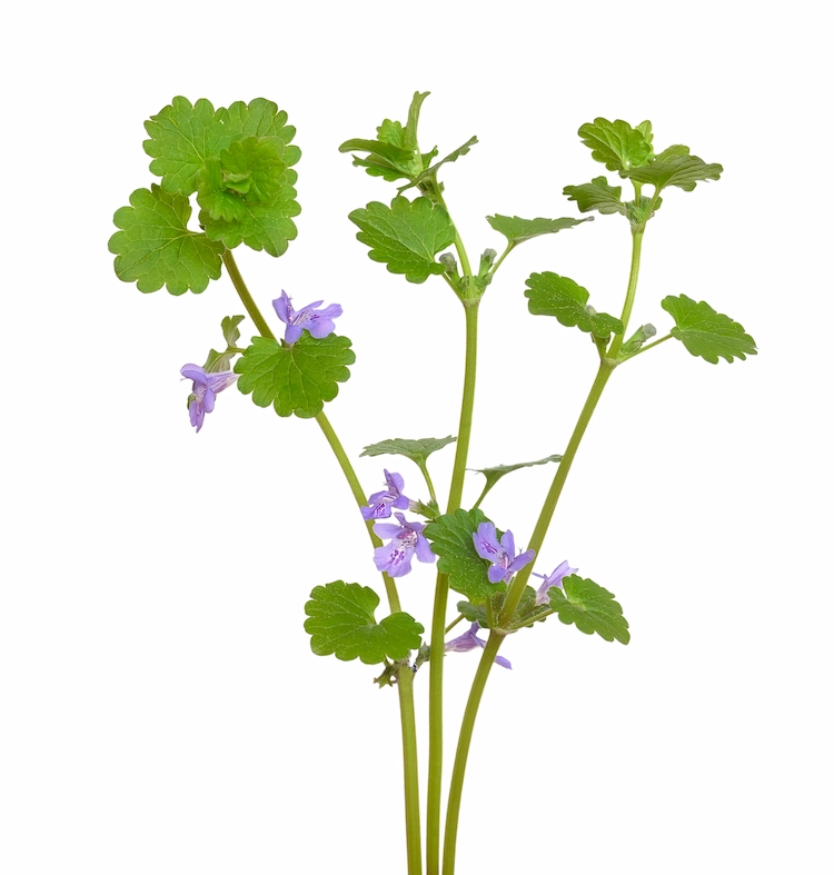 erdefeu mit pflanzenblättern und violetten blüten gilt als unkraut für rasenflächen