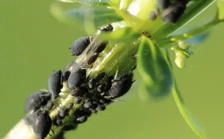 Es gibt viele Arten von Läusen, die Pflanzen befallen können