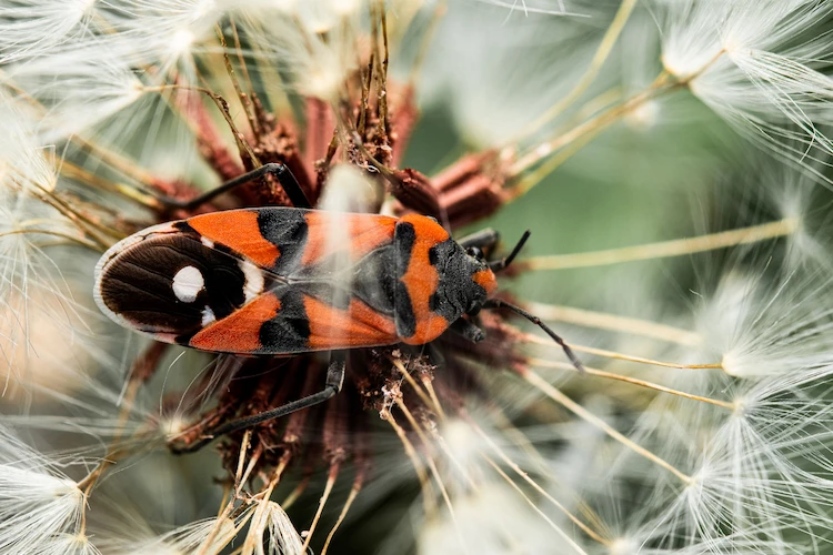 europaeische-insektenart-einer-feuerwanze-steht-auf-loewenzahn-im-fruehjahr