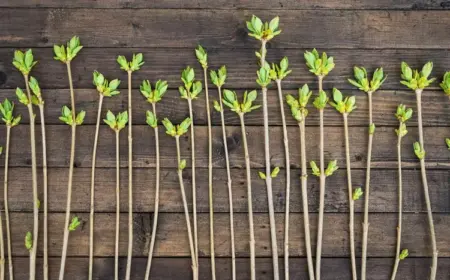 Flieder vermehren durch Stecklinge, Aufläufer oder Samen