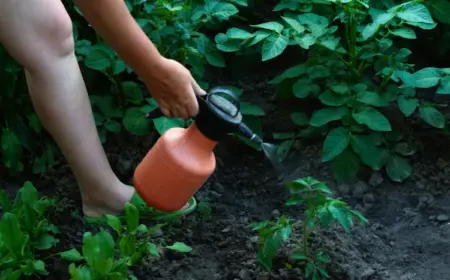 flüssigdünger verwenden und junge kartoffelpflanzen damit behandeln