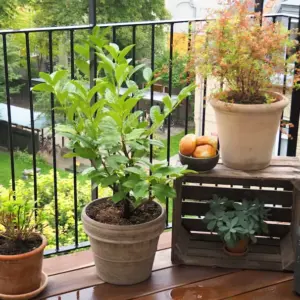 frische-kraeuterpflanzen-und-oderziergraesse-im-schattigen-balkonbereich-anbauen