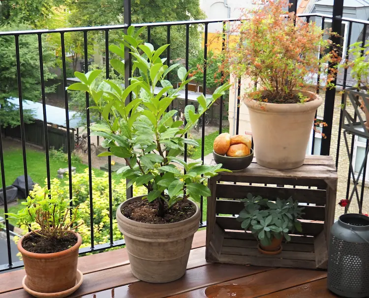 frische-kraeuterpflanzen-und-oderziergraesse-im-schattigen-balkonbereich-anbauen