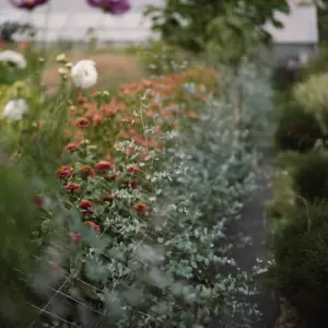 frische sträucher von eukalyptus anpflanzen und minzigen duft im garten genießen