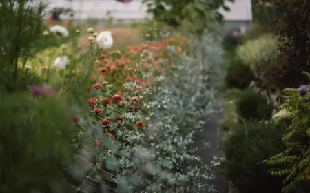 frische sträucher von eukalyptus anpflanzen und minzigen duft im garten genießen