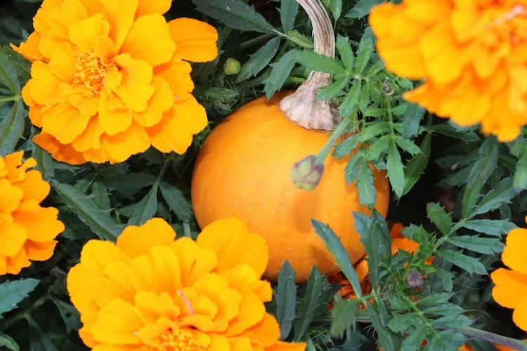 für kürbis gute nachbarn wählen diese 12 begleitpflanzen sind gut für ihre sommergewächse