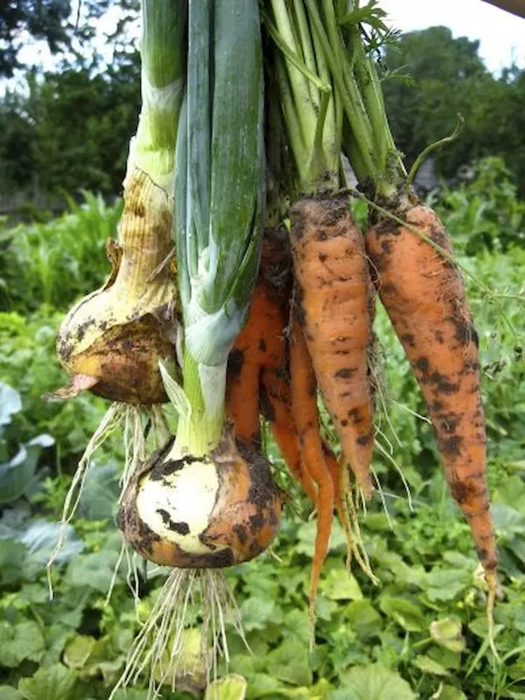 for bulbous plants such as leeks, plant good neighbors such as carrots and harvest at the same time