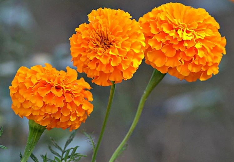 gartentipps für mai trockenheitsresistente studentenblume im sonnigen garten pflanzen