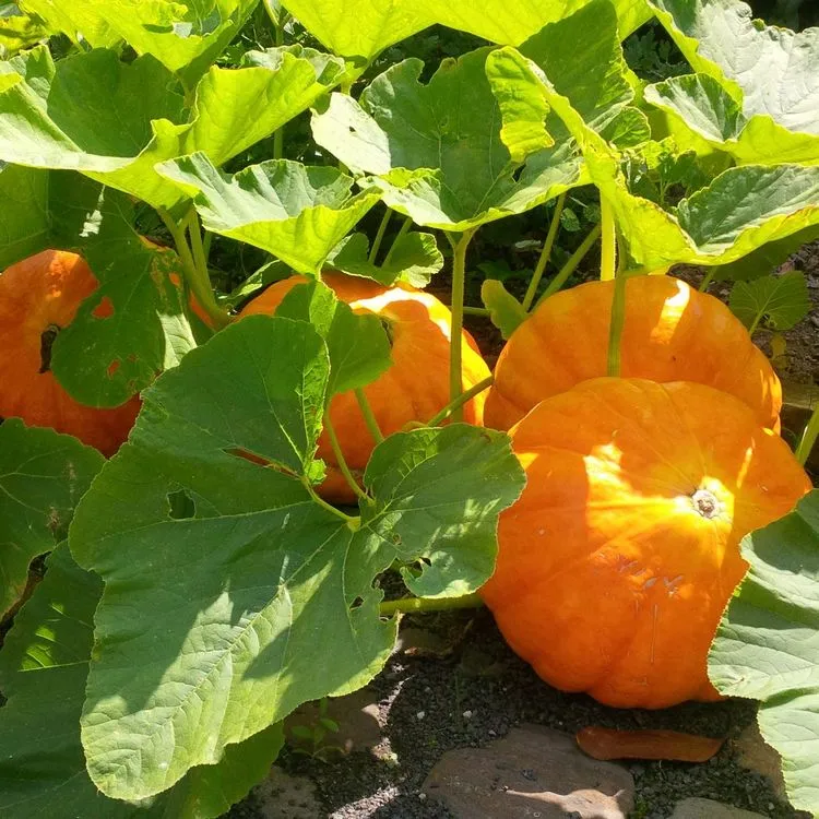 Gemüsesorten anbauen im Monat Mai - Kürbisse sollten nicht fehlen