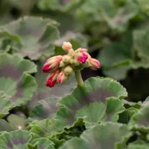 Geranien blühen nicht - welche die Ursachen sind und wie Sie Pelargonien zum Blühen bringen können