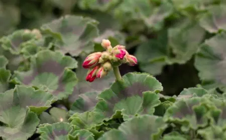 Geranien blühen nicht - welche die Ursachen sind und wie Sie Pelargonien zum Blühen bringen können