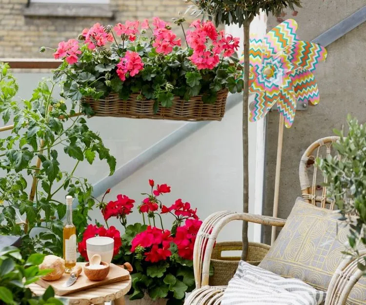 Geranien sind eine der beliebtesten Kübelpflanzen für sonnige Terrasse