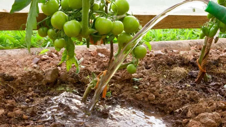 gießen sie nur, wenn ihre tomatenpflanzen wasser wirklich brauchen