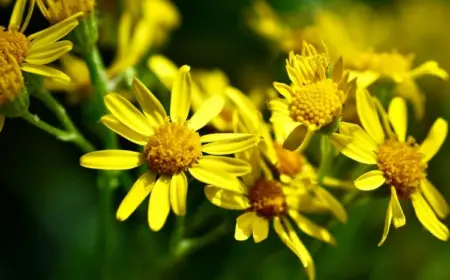 Giftiges Unkraut - Jakobskreuzkraut (Jacobaea vulgaris)