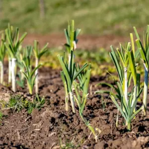 große gartenbeete mit lauch unter der sonne im frühling