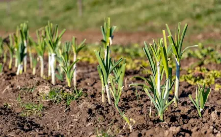 große gartenbeete mit lauch unter der sonne im frühling
