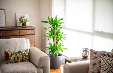 Großer Drachenbaum Dracaena ist eine pflegeleichte Zimmerpflanze fürs Wohnzimmer