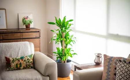 Großer Drachenbaum Dracaena ist eine pflegeleichte Zimmerpflanze fürs Wohnzimmer