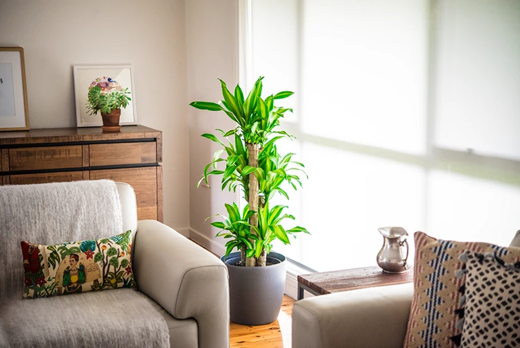 Großer Drachenbaum Dracaena ist eine pflegeleichte Zimmerpflanze fürs Wohnzimmer