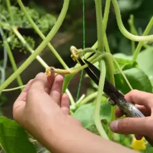 gurken ausgeizen wie oft und wann anleitung mit bildern