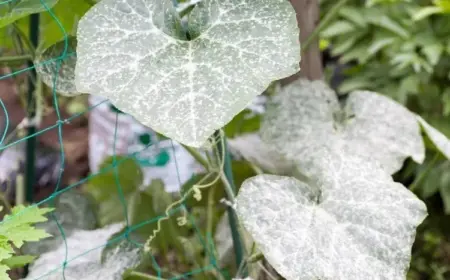 gurken haben weiße blätter was tun