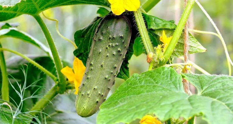 Cucumbers in the vegetable patch