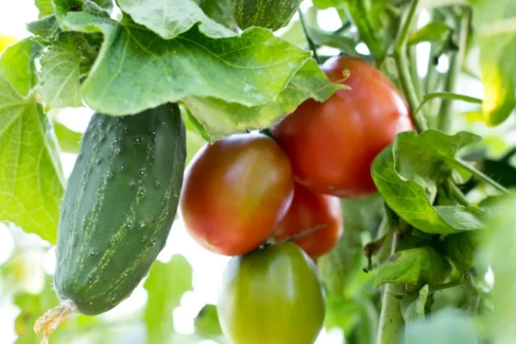 gurken und tomaten nicht zusammenpflanzen
