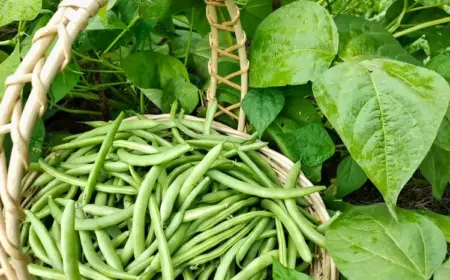 Gute Nachbarn für Bohnen - Gurken & Rosmarin fördern ein stärkeres Wachstum