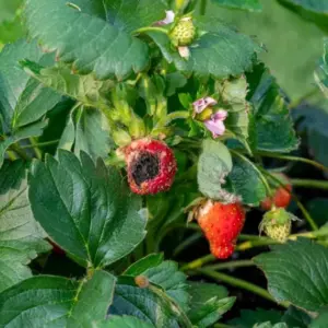 häufige erdbeeren krankheiten erkennen bekämpfen (1)