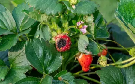 häufige erdbeeren krankheiten erkennen bekämpfen (1)