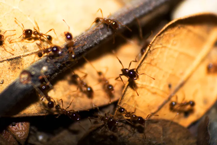 hausmittel gegen ameisen an erdbeeren wie ameisenbefall im garten bekämpfen
