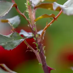 Hausmittel gegen Blattläuse an Rosen - Rote, grüne, schwarze Läuse bekämpfen