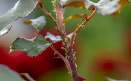 Hausmittel gegen Blattläuse an Rosen - Rote, grüne, schwarze Läuse bekämpfen